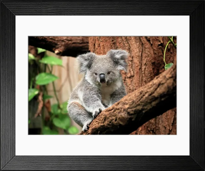 Framed Print : Koala, (Phascolarctos cinereus), subadult on tree alert, captive, Australia Framed Print : Koala, (Phascolarctos cinereus), subadult on tree alert, captive, Australia