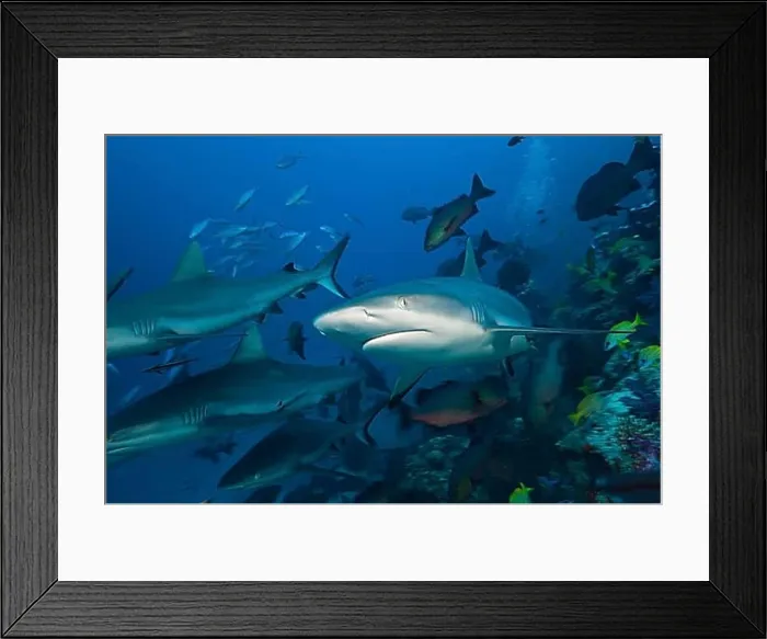 Framed Print : Grey reef sharks, Carcharhinus amblyrhynchos, Nagali, Fiji, Oceania Framed Print : Grey reef sharks, Carcharhinus amblyrhynchos, Nagali, Fiji, Oceania