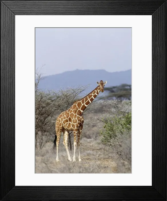 Framed Print : Giraffe in wild Framed Print : Giraffe in wild