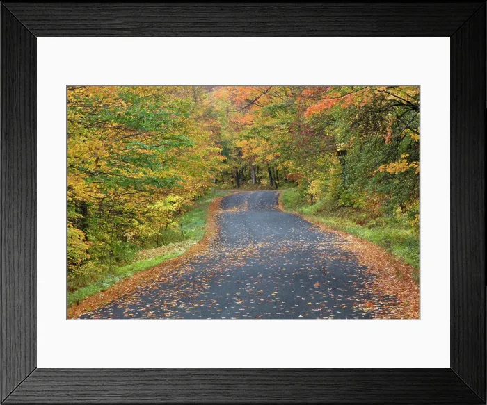 Framed Print : Roadside fall foliage, Southern Vermont, USA Framed Print : Roadside fall foliage, Southern Vermont, USA