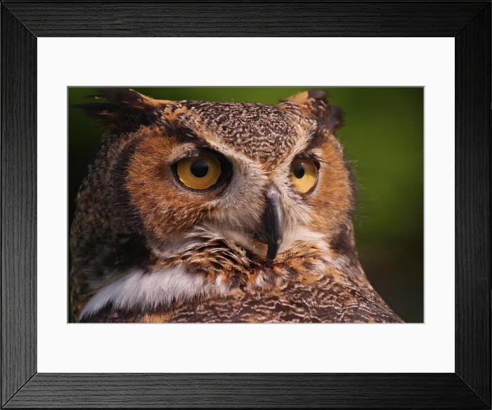 Framed Print : Great Horned Owl, Bubo virginianus Framed Print : Great Horned Owl, Bubo virginianus
