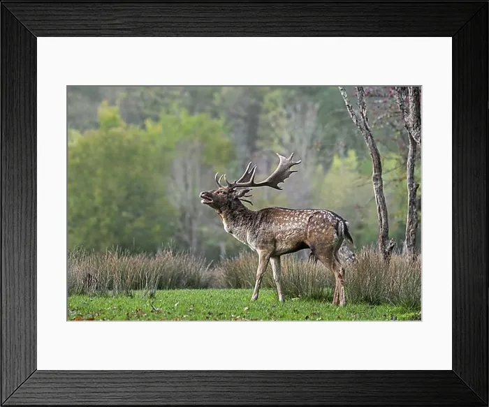 Framed Print : Territorial European fallow deer (Dama dama) buck
