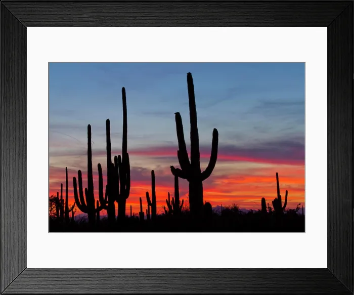 Framed Print : USA, Arizona, Pima County, Saguaro National Park, Sonoran Desert. Saguaro cacti and sunset