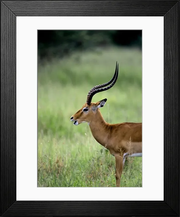 Framed Print : Tanzania, Serengeti, Impala, Male