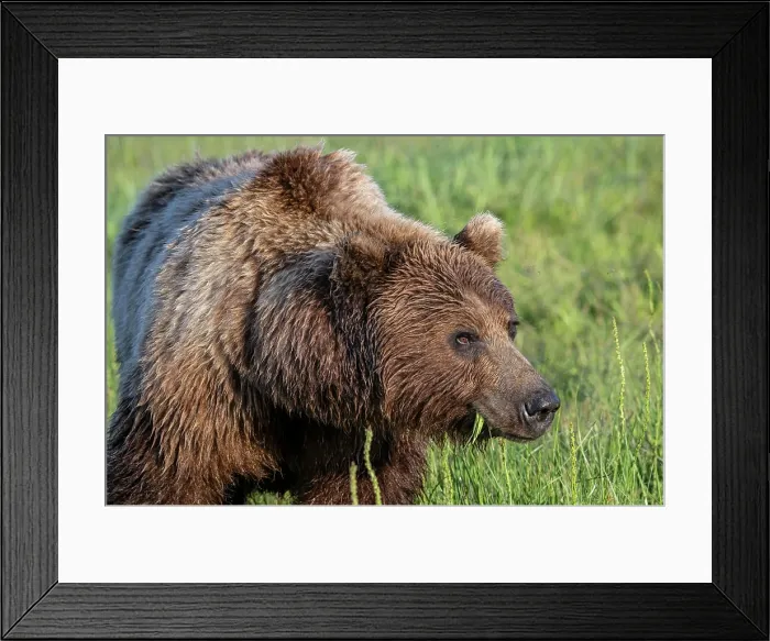 Framed Print : Brown bears depend on sedge for a big part of their diets Framed Print : Brown bears depend on sedge for a big part of their diets