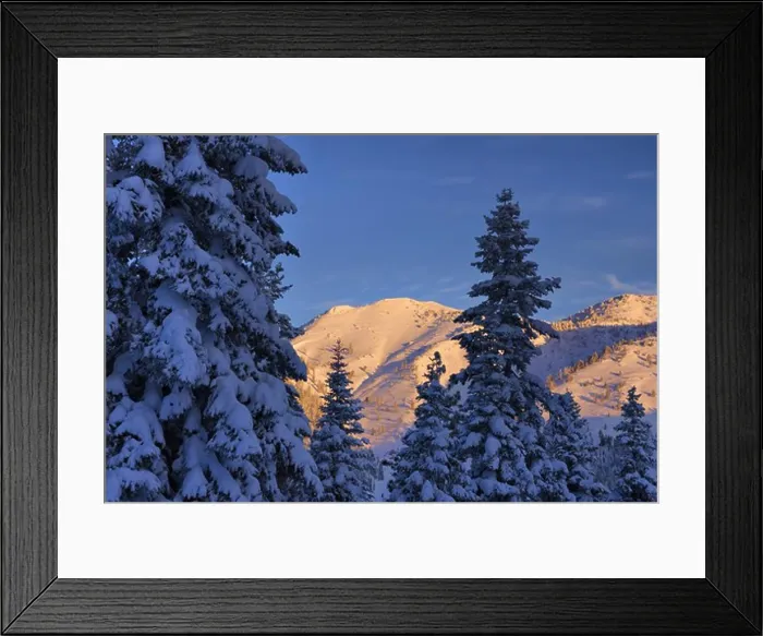Framed Print : Snow covered pine trees on a winter morning