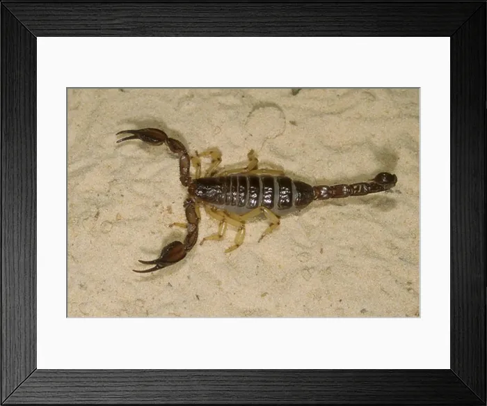 Framed Print : White's Nebo Scorpion (Nebo whitei) Venomous, Arabian Peninsula Framed Print : White's Nebo Scorpion (Nebo whitei) Venomous, Arabian Peninsula