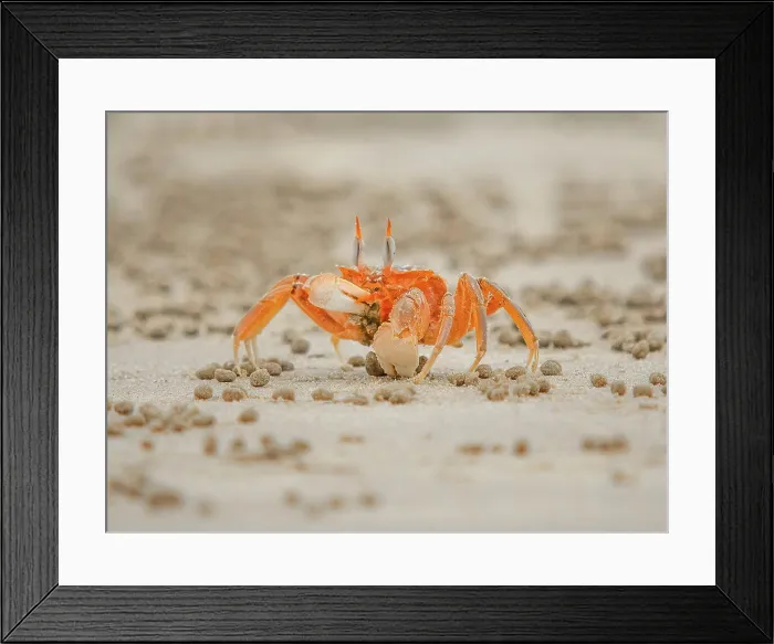 Framed Print : crab eating in the wet sand Framed Print : crab eating in the wet sand