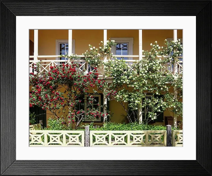 Framed Print : House facade with white and red roses, Bad Ischl, Salzkammergut, Upper Austria, Austria, Europe Framed Print : House facade with white and red roses, Bad Ischl, Salzkammergut, Upper Austria, Austria, Europe