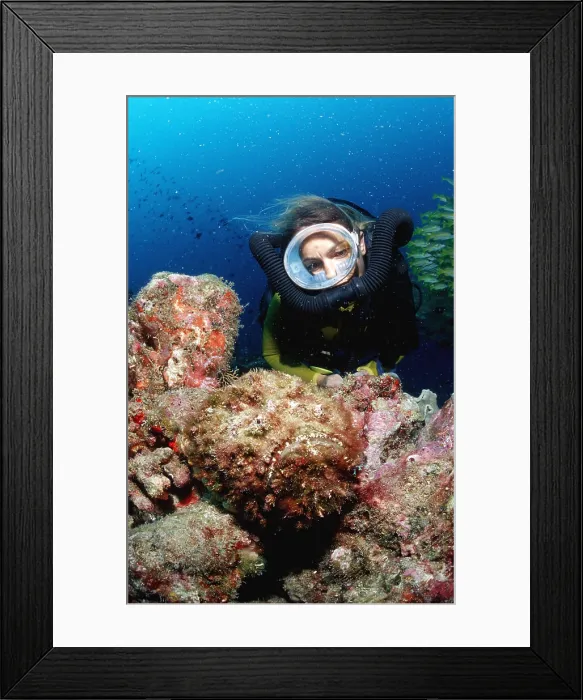 Framed Print : Reef stonefish and Scuba diver Synanceia verrucosa Framed Print : Reef stonefish and Scuba diver Synanceia verrucosa