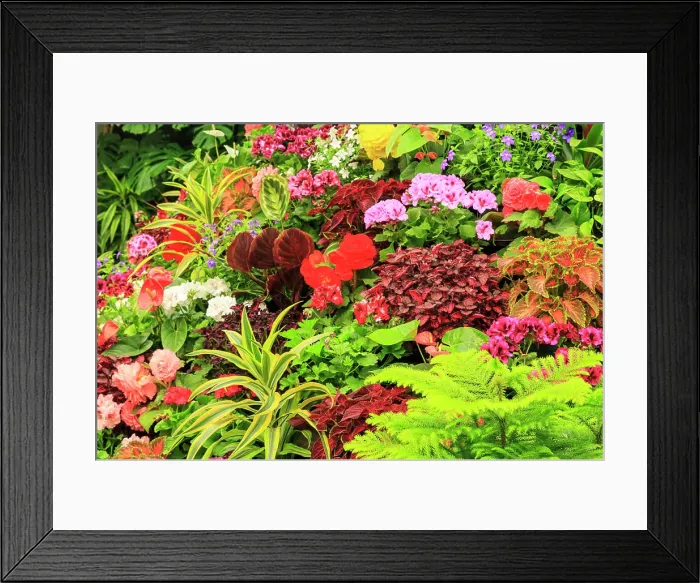 Framed Print : Summer flowers in a garden near Victoria, British Columbia Framed Print : Summer flowers in a garden near Victoria, British Columbia