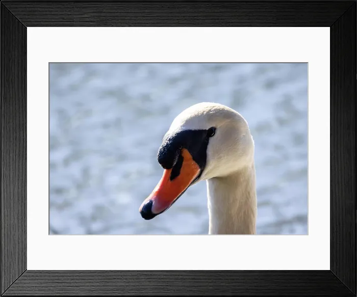 Framed Print : An Elegant Swan Swimming Gracefully Against a Soft Framed Print : An Elegant Swan Swimming Gracefully Against a Soft