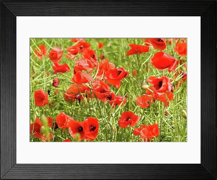 Framed Print : Corn poppy Framed Print : Corn poppy