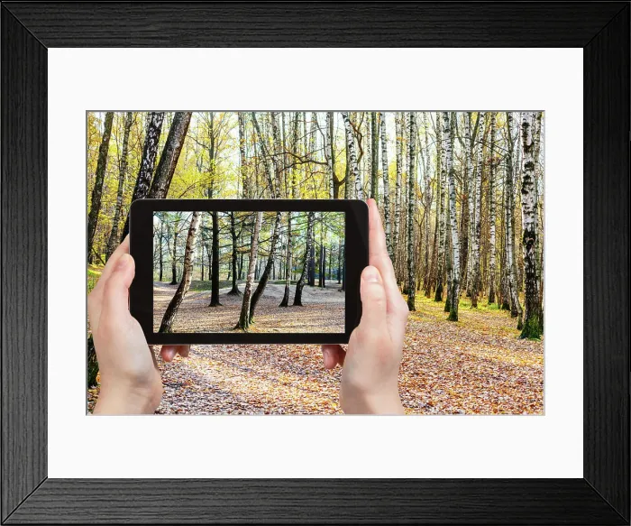 Framed Print : photo of birch trees in forest in autumn weather concept - photographer takes photo of birch trees in forest in autumn