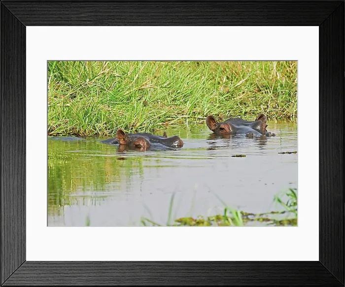 Framed Print : Hippos (Hippopotamus amphibius) in a pool Framed Print : Hippos (Hippopotamus amphibius) in a pool