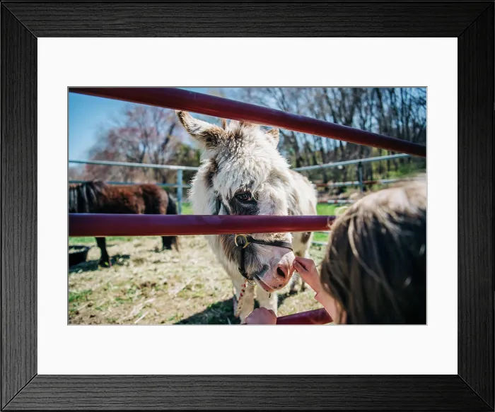 Framed Print : Child petting a fluffy donkey through a red metal fence