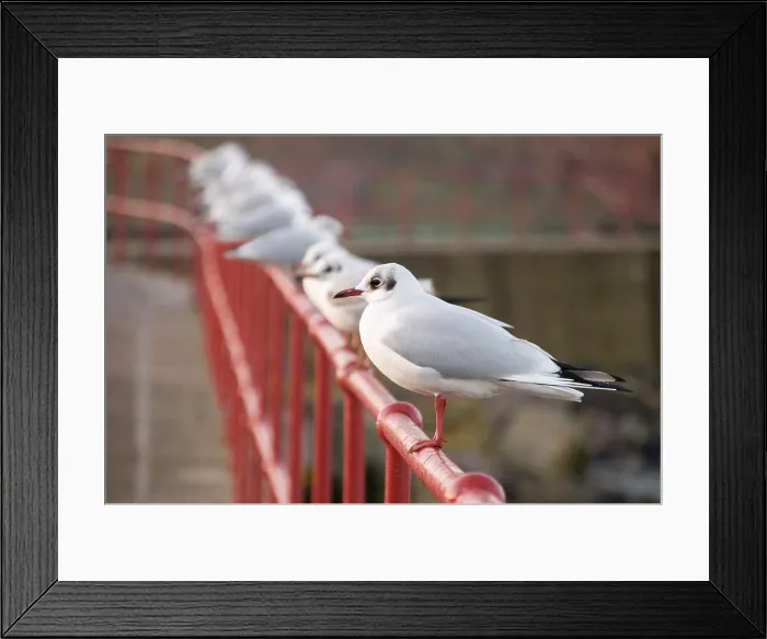 Framed Print : Scotland, Scottish Borders, Eyemouth. Black-headed gulls in winter plummage, perched on railings