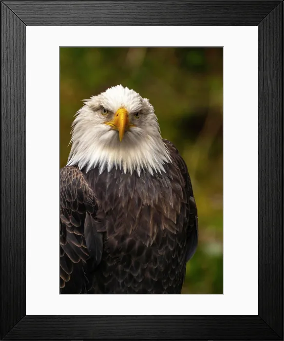Framed Print : USA, Alaska, Sitka, Alaska Raptor Center. Captive bald eagle Framed Print : USA, Alaska, Sitka, Alaska Raptor Center. Captive bald eagle