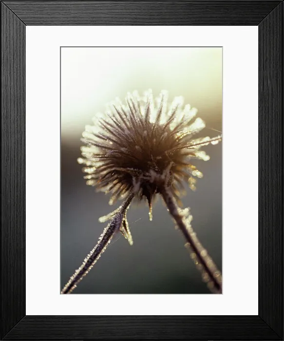 Framed Print : Echinops, Globe thistle Framed Print : Echinops, Globe thistle