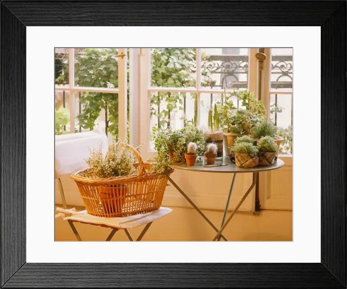 Framed Print : Heather in basket on chair and green houseplants in pots table in front of window Framed Print : Heather in basket on chair and green houseplants in pots table in front of window