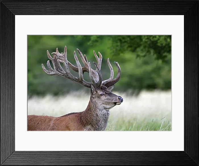 Framed Print : Red deer (Cervus elaphus) stag with antlers covered in velvet in summer, Denmark, Europe
