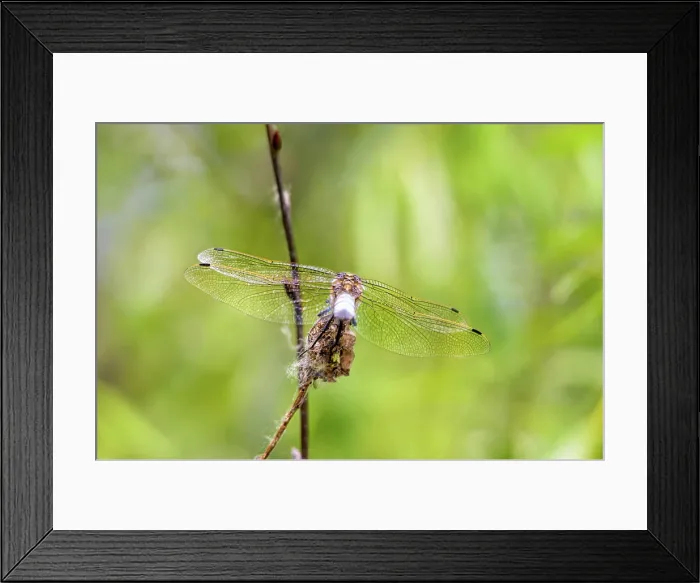Framed Print : Dragonfly Wings A dragonfly is resting on a dry flower showing the details of transparent wings shining under