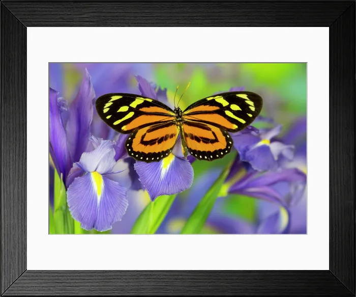 Framed Print : The Tropical Milkweed Butterfly, of Central and South America, Lycorea halia Framed Print : The Tropical Milkweed Butterfly, of Central and South America, Lycorea halia