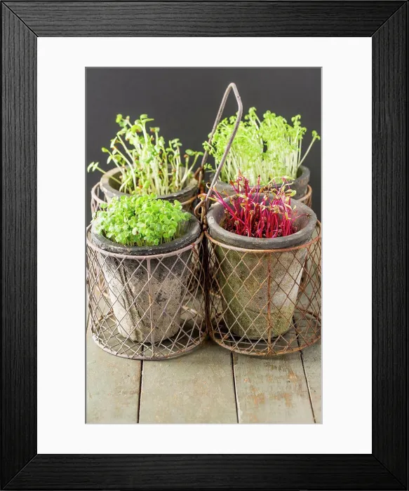 Framed Print : Cress, Beet, Raddish and Rocket Microgreens Framed Print : Cress, Beet, Raddish and Rocket Microgreens