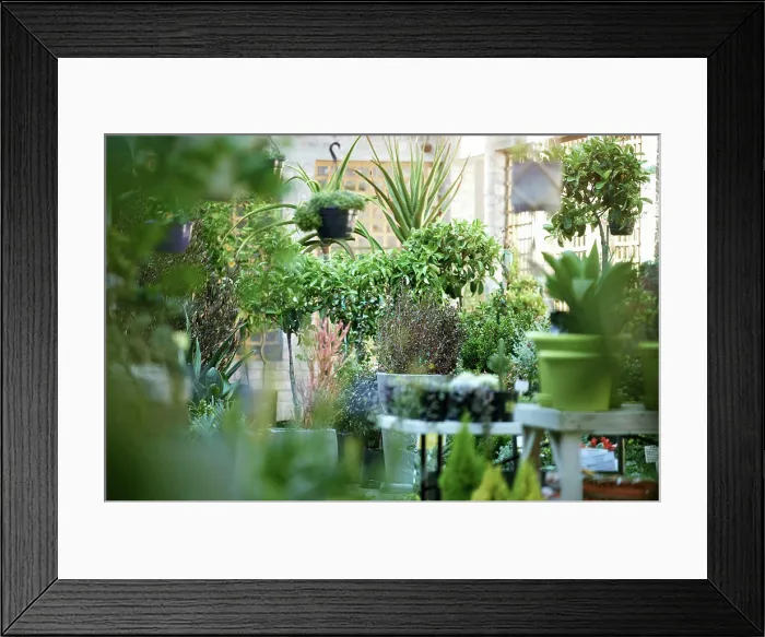 Framed Print : Nursery, flowers and plants for gardening or home decor with pots for backyard