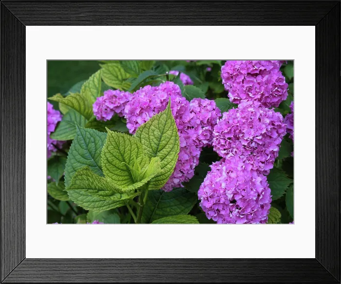 Framed Print : Hortensien im Garten *** Hydrangeas in the garden Framed Print : Hortensien im Garten *** Hydrangeas in the garden