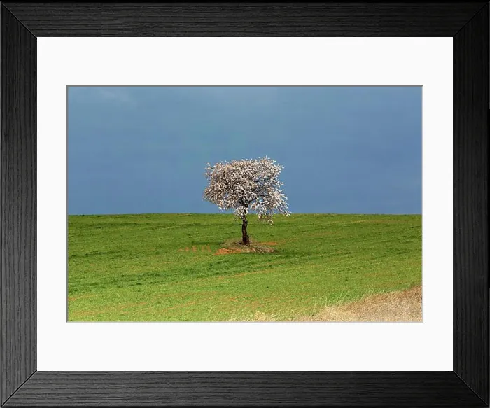 Framed Print : Solitary blossoming tree in a field, Valencia, Spain, Europe
