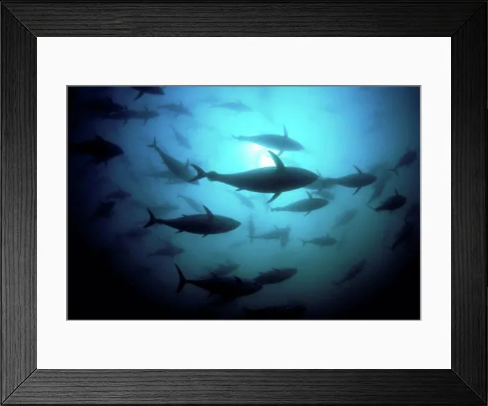 Framed Print : Australia, South Australia, Port Lincoln, Southern bluefin tuna Thunnus maccoyii circle in a holding pen