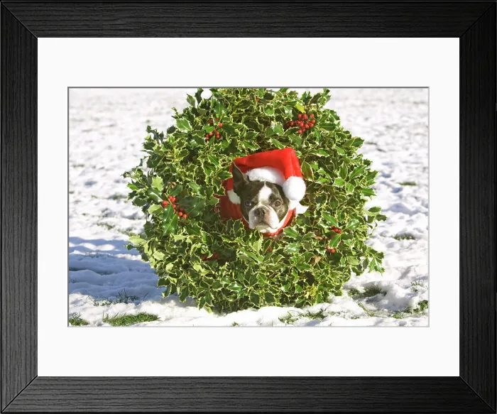 Framed Print : Boston Terrier dog wearing a Christmas wreath Framed Print : Boston Terrier dog wearing a Christmas wreath