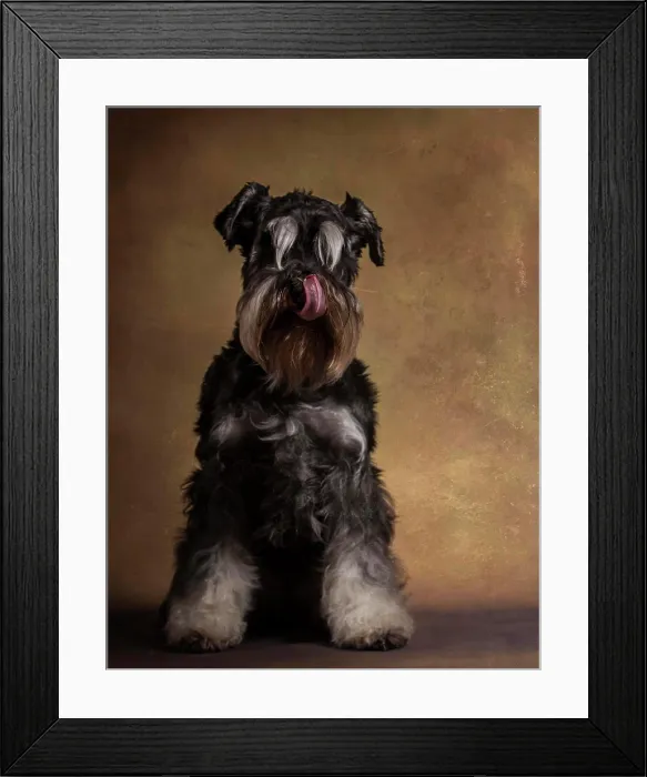 Framed Print : Portrait of cute schnauzer with tongue out licking nose and sitting in studio Framed Print : Portrait of cute schnauzer with tongue out licking nose and sitting in studio