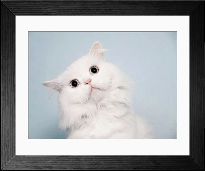 Framed Print : Beautiful fluffy white cat with alert expression Framed Print : Beautiful fluffy white cat with alert expression