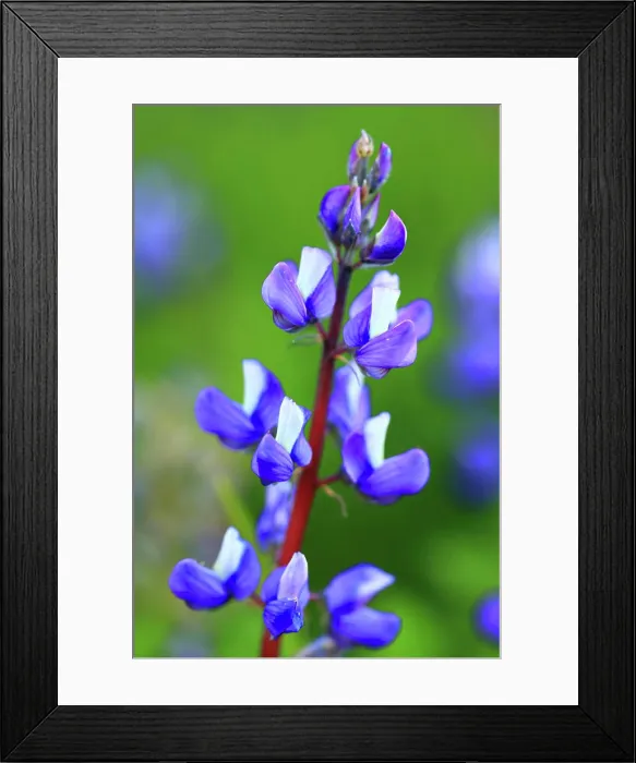 Framed Print : Lupine Wildflower in The Paradise Area of Mt Rainier National Park in Washington Framed Print : Lupine Wildflower in The Paradise Area of Mt Rainier National Park in Washington