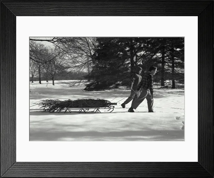 Framed Print : Vintage Photograph. Family bringing home the Christmas Tree Framed Print : Vintage Photograph. Family bringing home the Christmas Tree