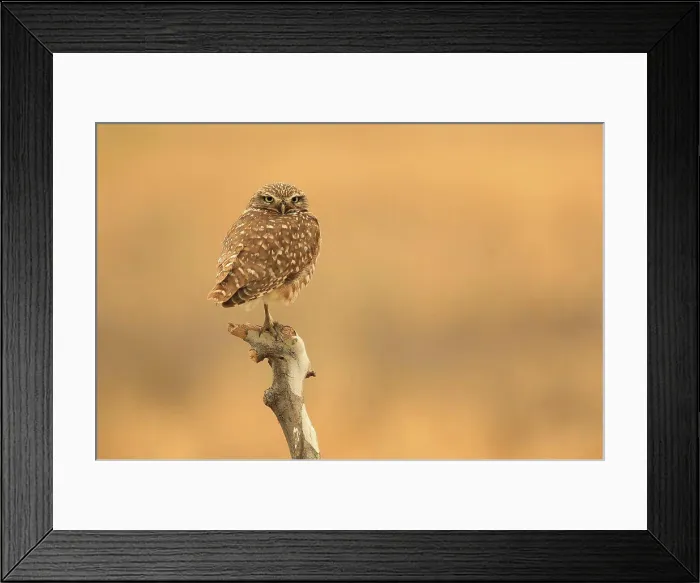 Framed Print : Juvenile Burrowing Owls in Southern California in Their Wild Habitat Framed Print : Juvenile Burrowing Owls in Southern California in Their Wild Habitat