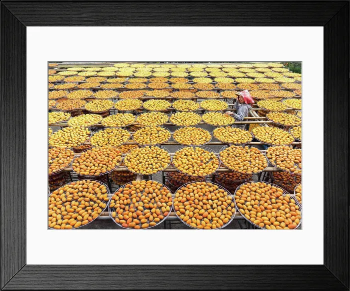 Framed Print : From above of Asian woman in hat smiling while exploring factory with orange drying in sun persimmon during travel