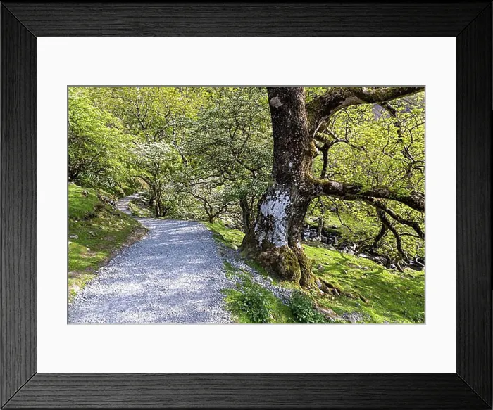 Framed Print : Walk to the waterfall at Coedydd Aber National Nature Reserve