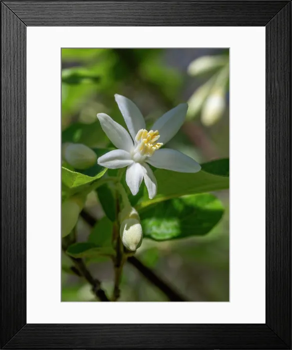 Framed Print : Styrax (Styrax officinalis) flower Framed Print : Styrax (Styrax officinalis) flower