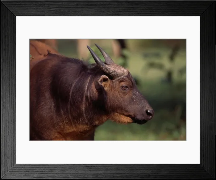 Framed Print : dwarf forest buffalo syncerus caffer nanus head detail. maya bai, odzala forest, congo, western africa