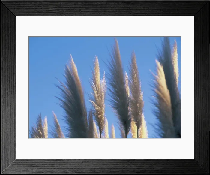 Framed Print : Fluffy toi toi heads against blue sky