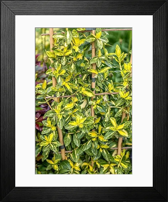 Framed Print : Evergreen spindle bush (Euonymus fortunei GOLDEN HARLEQUIN), Otter Nurseries, Great Britain