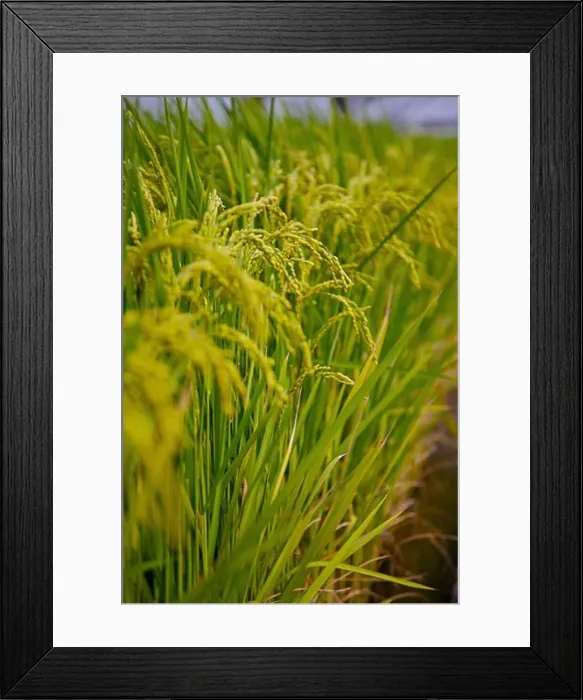 Framed Print : Rice Paddy in Dounan Township, Yunlin, Taiwan Framed Print : Rice Paddy in Dounan Township, Yunlin, Taiwan