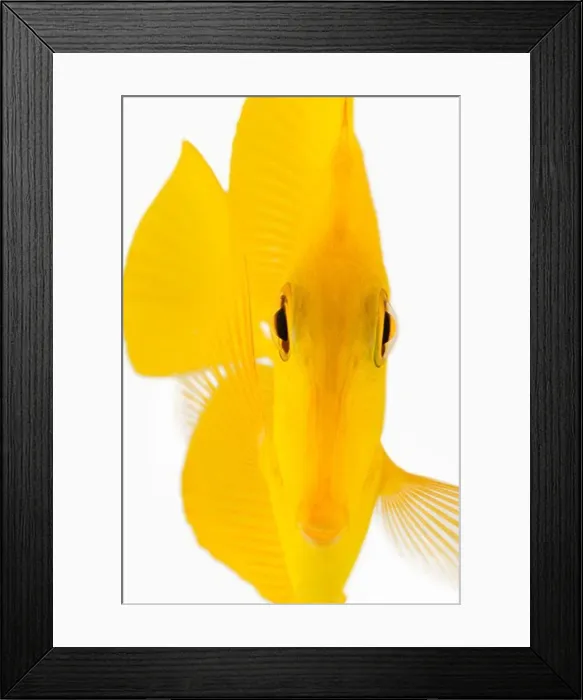 Framed Print : front view of yellow tang fish (zebrasoma flavescens)
