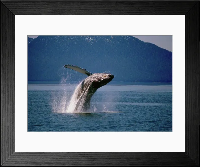 Framed Print : Humpback Whale breaching off of Pt. Adolphus, near the entrance to Glacier Bay National Park in Southeast Alaska Framed Print : Humpback Whale breaching off of Pt. Adolphus, near the entrance to Glacier Bay National Park in Southeast Alaska
