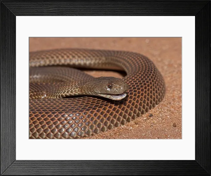 Framed Print : king brown snake or mulga pseudechis australia large, dangerous elapid snake of the black snake family Framed Print : king brown snake or mulga pseudechis australia large, dangerous elapid snake of the black snake family