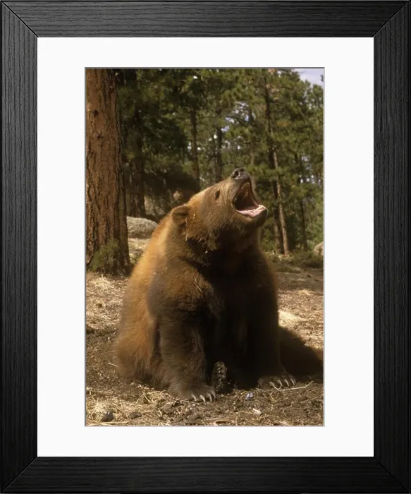 Framed Print : Kodiak Bear w / Open Mouth Sitting in Forest (Ursus arctos middendorffi)