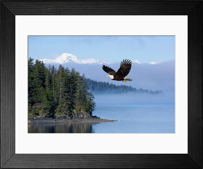 Framed Print : Bald Eagle In Flight Over The Inside Passage With Tongass National Forest In The Background, Alaska, Composite Framed Print : Bald Eagle In Flight Over The Inside Passage With Tongass National Forest In The Background, Alaska, Composite